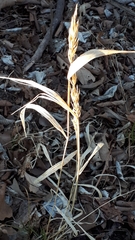 Elymus curvatus