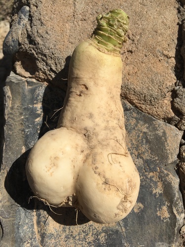 Brassica rapa iNat (2)