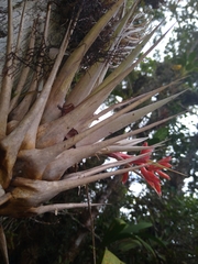 Tillandsia archeri