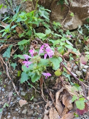 Lamium garganicum