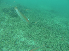 Halichoeres dispilus