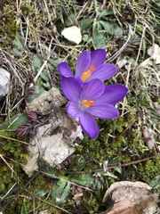 Crocus neapolitanus
