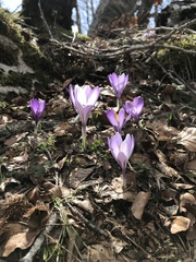 Crocus neapolitanus