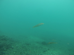 Halichoeres dispilus