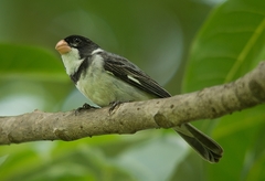 Sporophila albogularis