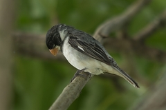 Sporophila albogularis