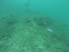 Halichoeres dispilus