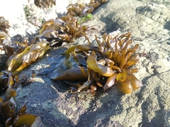 Mazzaella laminarioides