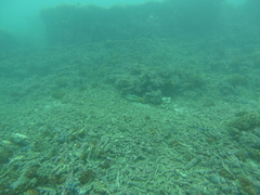 Halichoeres nicholsi