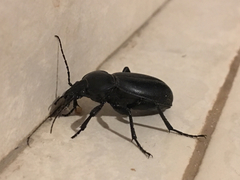Carabus impressus