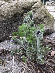 Pulsatilla vulgaris