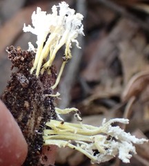 Cordyceps tenuipes