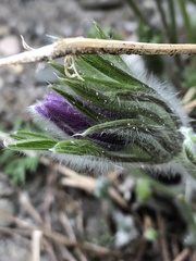 Pulsatilla vulgaris