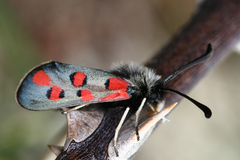 Zygaena rhadamanthus