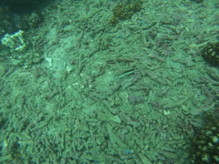 Serranus psittacinus