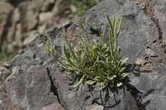 Parrya asperrima