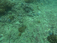 Serranus psittacinus