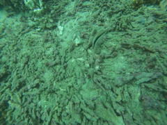 Serranus psittacinus