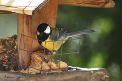 Parus major