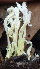 Cordyceps tenuipes