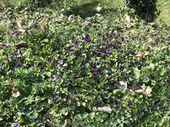 Viola odorata