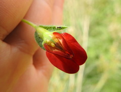 Lathyrus cicera