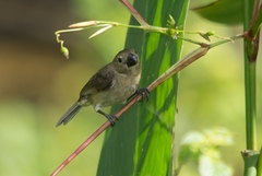 Sporophila americana