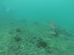 Halichoeres dispilus