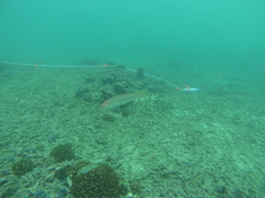 Halichoeres dispilus