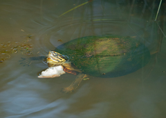 Cuora amboinensis kamaroma