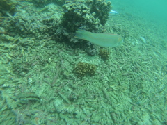 Halichoeres dispilus