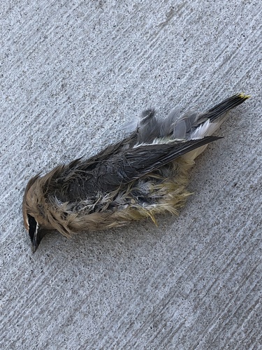 Cedar Waxwing photographed in Massachusetts