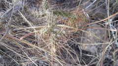 Opuntia pubescens
