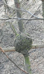 Neonectria ditissima