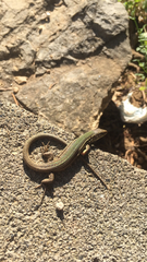 Podarcis melisellensis