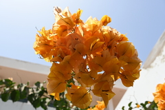 Bougainvillea