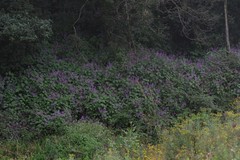 Plectranthus ecklonii