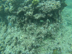 Canthigaster punctatissima