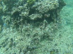 Canthigaster punctatissima