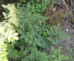 Cheilanthes quadripinnata