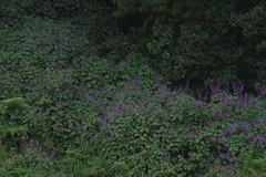 Plectranthus ecklonii