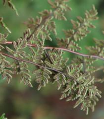 Cheilanthes quadripinnata