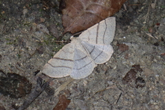 Adactylotis gesticularia