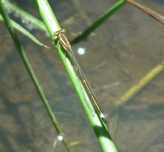 Pseudagrion spernatum