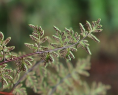 Cheilanthes quadripinnata