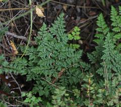 Cheilanthes quadripinnata