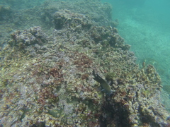 Stegastes acapulcoensis