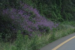 Plectranthus ecklonii