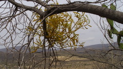 Phoradendron carneum