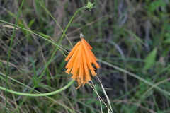 Kniphofia evansii
